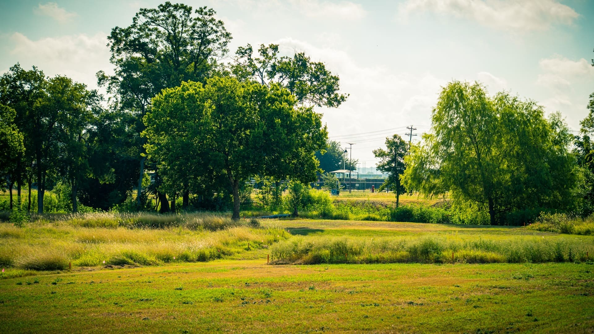 A sunny landscape featuring green grass, tall trees, and wild grasses in the foreground. In the background, there are more trees, a few utility poles, and a small building partially visible.