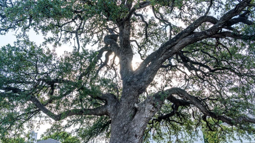 A large, sprawling tree with thick, twisting branches and dense green leaves, seen from below with sunlight peeking through the foliage.