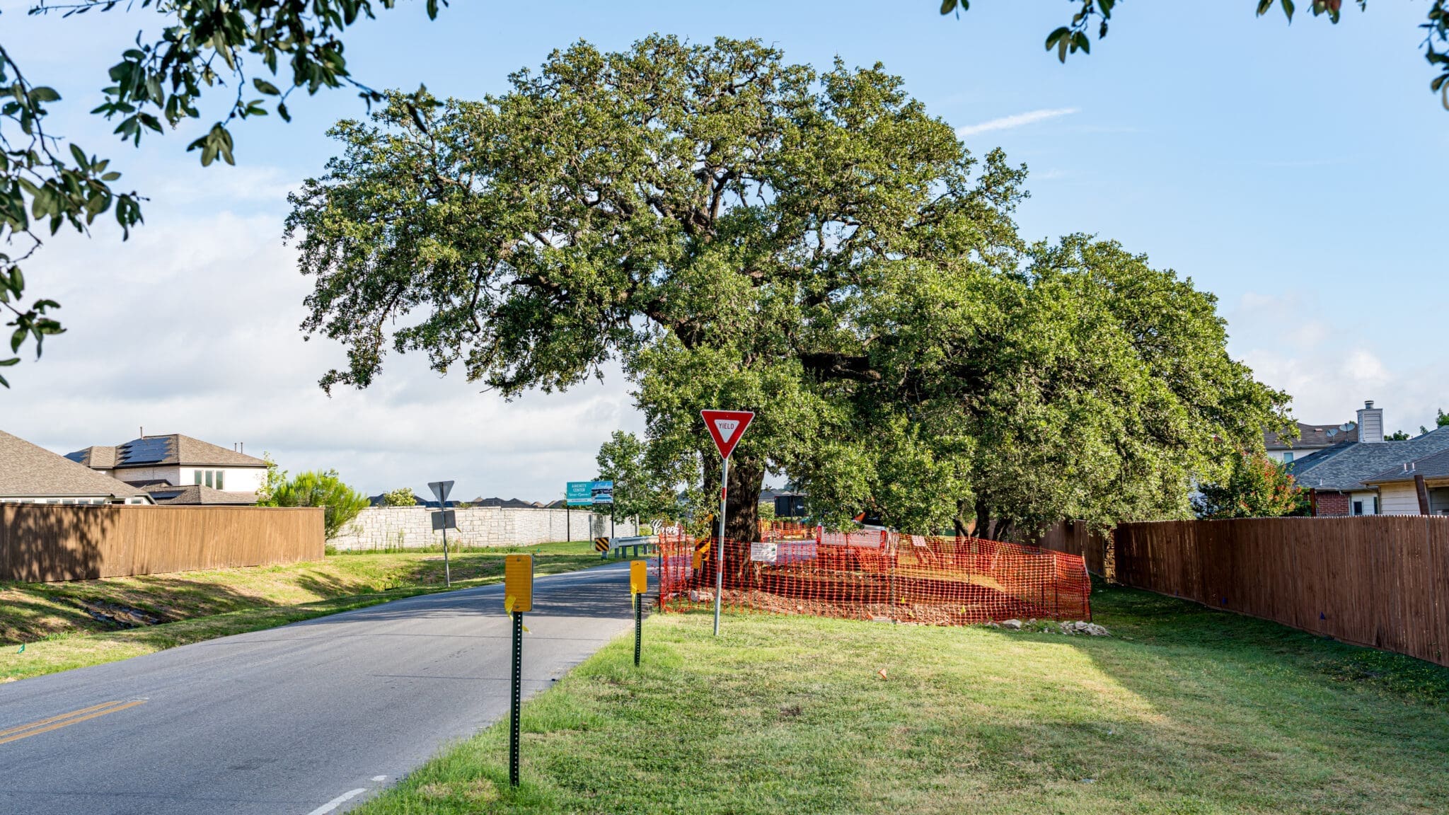 A residential street curves past a large tree surrounded by orange construction fencing. A yield sign stands by the road, and houses with wooden fences line both sides under a partly cloudy sky.