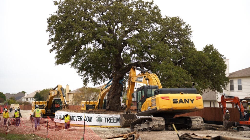 A large tree is being relocated by construction equipment, with workers in safety vests nearby. Several excavators surround the tree, and orange safety fencing lines the work area in a residential neighborhood.
