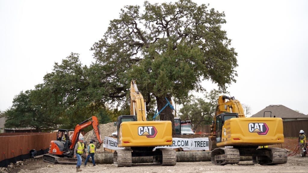 Several construction workers and three excavators surround a large oak tree, which is supported by straps and protective barriers at a construction site. Houses and fencing are visible in the background.