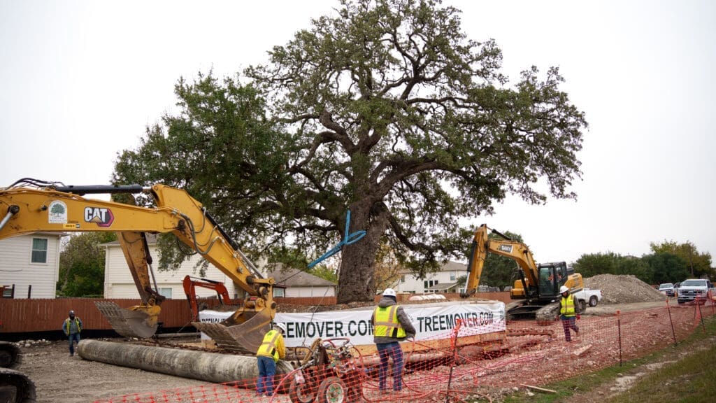 Construction workers and excavators surround a large oak tree on a worksite. Orange safety fencing and a banner reading “TREEMOVER.COM” are visible, with houses and piles of dirt in the background.