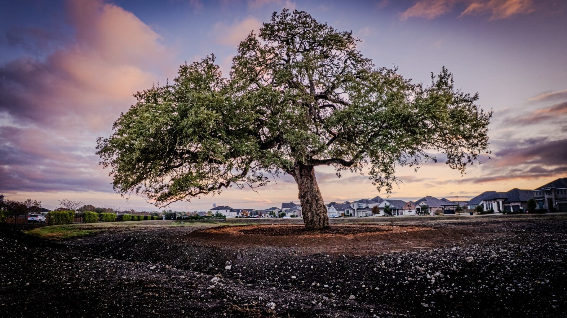 A large, leafy tree stands alone on a patch of dirt, with houses in the background under a dramatic, colorful sunset sky.