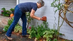 A person with short gray hair, wearing glasses, a navy T-shirt, and jeans, bends over to check or open a small brown insulating cover attached to a white brick wall in a garden area with green plants and fallen leaves.