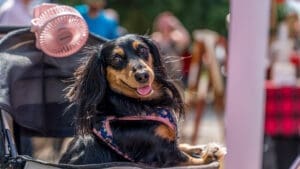 A long-haired dachshund wearing a harness sits in a stroller, looking back and panting with its tongue out. There is a small fan attached to the stroller. The background is blurred with people outdoors.