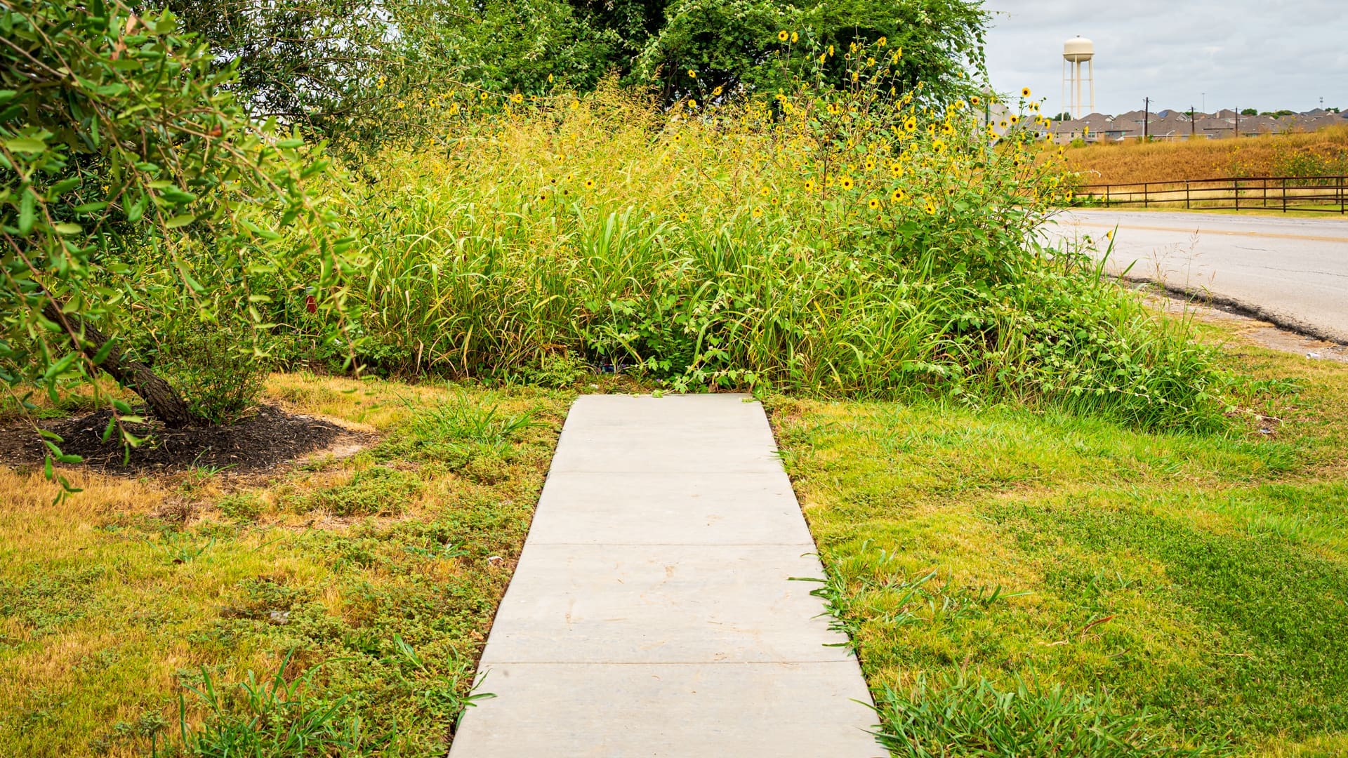A concrete sidewalk ends abruptly at tall, overgrown grass and wildflowers, blocking the path. A road and a water tower are visible in the background.